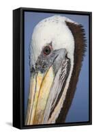 Portrait of Brown Pelican (Pelecanus Occidentalis) in Paracas Bay, Peru. Paracas Bay is Well known-Don Mammoser-Framed Stretched Canvas