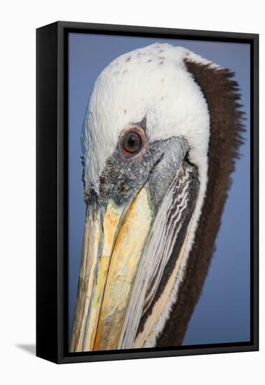 Portrait of Brown Pelican (Pelecanus Occidentalis) in Paracas Bay, Peru. Paracas Bay is Well known-Don Mammoser-Framed Stretched Canvas