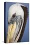 Portrait of Brown Pelican (Pelecanus Occidentalis) in Paracas Bay, Peru. Paracas Bay is Well known-Don Mammoser-Stretched Canvas