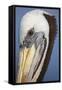 Portrait of Brown Pelican (Pelecanus Occidentalis) in Paracas Bay, Peru. Paracas Bay is Well known-Don Mammoser-Framed Stretched Canvas