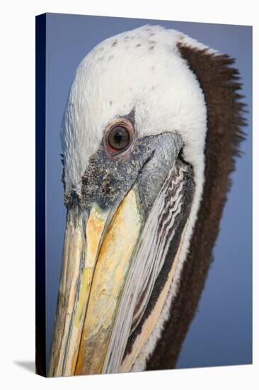 Portrait of Brown Pelican (Pelecanus Occidentalis) in Paracas Bay, Peru. Paracas Bay is Well known-Don Mammoser-Stretched Canvas