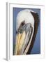 Portrait of Brown Pelican (Pelecanus Occidentalis) in Paracas Bay, Peru. Paracas Bay is Well known-Don Mammoser-Framed Photographic Print