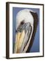 Portrait of Brown Pelican (Pelecanus Occidentalis) in Paracas Bay, Peru. Paracas Bay is Well known-Don Mammoser-Framed Photographic Print