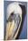 Portrait of Brown Pelican (Pelecanus Occidentalis) in Paracas Bay, Peru. Paracas Bay is Well known-Don Mammoser-Mounted Photographic Print