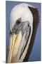 Portrait of Brown Pelican (Pelecanus Occidentalis) in Paracas Bay, Peru. Paracas Bay is Well known-Don Mammoser-Mounted Photographic Print