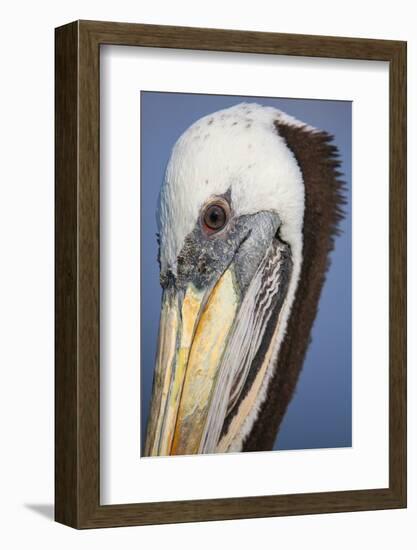 Portrait of Brown Pelican (Pelecanus Occidentalis) in Paracas Bay, Peru. Paracas Bay is Well known-Don Mammoser-Framed Photographic Print