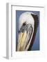 Portrait of Brown Pelican (Pelecanus Occidentalis) in Paracas Bay, Peru. Paracas Bay is Well known-Don Mammoser-Framed Photographic Print