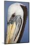 Portrait of Brown Pelican (Pelecanus Occidentalis) in Paracas Bay, Peru. Paracas Bay is Well known-Don Mammoser-Mounted Photographic Print