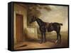 Portrait of Buckle, First Lord Chesham's Hunter, 1836-John E. Ferneley-Framed Stretched Canvas