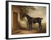 Portrait of Buckle, First Lord Chesham's Hunter, 1836-John E. Ferneley-Framed Giclee Print