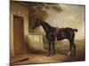 Portrait of Buckle, First Lord Chesham's Hunter, 1836-John E. Ferneley-Mounted Giclee Print