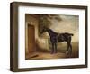 Portrait of Buckle, First Lord Chesham's Hunter, 1836-John E. Ferneley-Framed Giclee Print