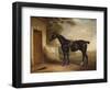 Portrait of Buckle, First Lord Chesham's Hunter, 1836-John E. Ferneley-Framed Giclee Print