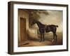 Portrait of Buckle, First Lord Chesham's Hunter, 1836-John E. Ferneley-Framed Giclee Print