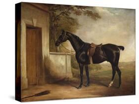 Portrait of Buckle, First Lord Chesham's Hunter, 1836-John E. Ferneley-Stretched Canvas