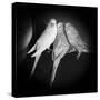 Portrait of Budgie Birds-Panoramic Images-Stretched Canvas