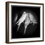 Portrait of Budgie Birds-Panoramic Images-Framed Photographic Print