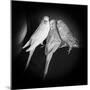 Portrait of Budgie Birds-Panoramic Images-Mounted Photographic Print