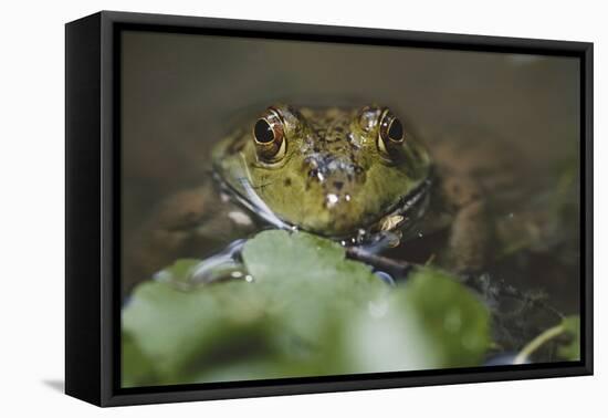 Portrait of Bullfrog, Close-Up-David R. Frazier-Framed Stretched Canvas