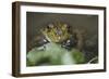 Portrait of Bullfrog, Close-Up-David R. Frazier-Framed Photographic Print