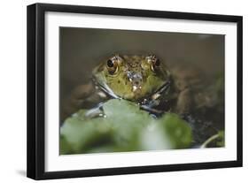 Portrait of Bullfrog, Close-Up-David R. Frazier-Framed Photographic Print