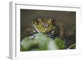 Portrait of Bullfrog, Close-Up-David R. Frazier-Framed Photographic Print