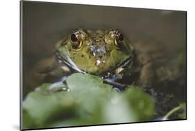 Portrait of Bullfrog, Close-Up-David R. Frazier-Mounted Photographic Print