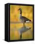 Portrait of Canada Goose Standing in Water, Queens, New York City, New York, USA-Arthur Morris-Framed Stretched Canvas