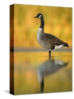 Portrait of Canada Goose Standing in Water, Queens, New York City, New York, USA-Arthur Morris-Stretched Canvas