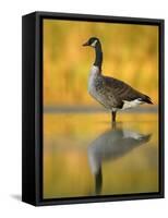 Portrait of Canada Goose Standing in Water, Queens, New York City, New York, USA-Arthur Morris-Framed Stretched Canvas