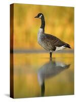 Portrait of Canada Goose Standing in Water, Queens, New York City, New York, USA-Arthur Morris-Stretched Canvas
