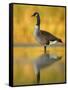 Portrait of Canada Goose Standing in Water, Queens, New York City, New York, USA-Arthur Morris-Framed Stretched Canvas