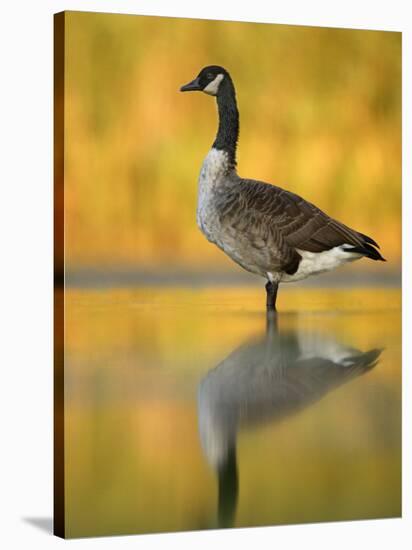 Portrait of Canada Goose Standing in Water, Queens, New York City, New York, USA-Arthur Morris-Stretched Canvas