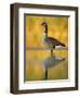 Portrait of Canada Goose Standing in Water, Queens, New York City, New York, USA-Arthur Morris-Framed Premium Photographic Print