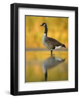Portrait of Canada Goose Standing in Water, Queens, New York City, New York, USA-Arthur Morris-Framed Premium Photographic Print