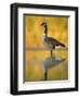 Portrait of Canada Goose Standing in Water, Queens, New York City, New York, USA-Arthur Morris-Framed Premium Photographic Print