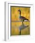 Portrait of Canada Goose Standing in Water, Queens, New York City, New York, USA-Arthur Morris-Framed Premium Photographic Print