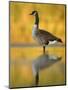 Portrait of Canada Goose Standing in Water, Queens, New York City, New York, USA-Arthur Morris-Mounted Premium Photographic Print