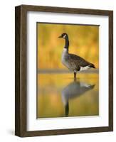 Portrait of Canada Goose Standing in Water, Queens, New York City, New York, USA-Arthur Morris-Framed Photographic Print