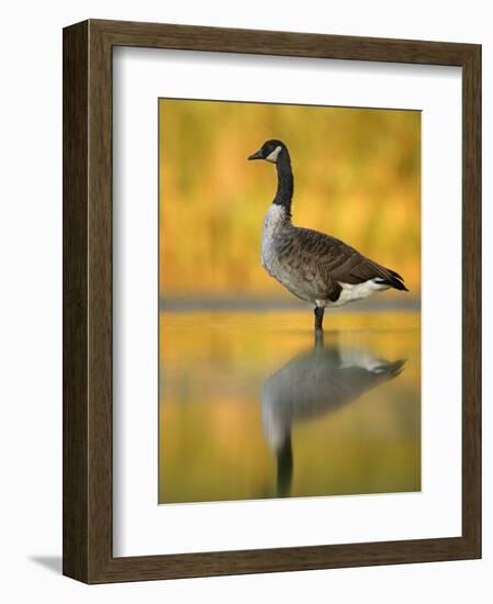 Portrait of Canada Goose Standing in Water, Queens, New York City, New York, USA-Arthur Morris-Framed Photographic Print