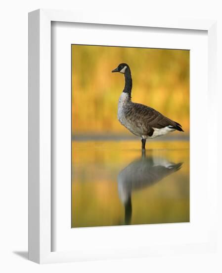 Portrait of Canada Goose Standing in Water, Queens, New York City, New York, USA-Arthur Morris-Framed Photographic Print