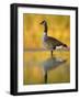 Portrait of Canada Goose Standing in Water, Queens, New York City, New York, USA-Arthur Morris-Framed Photographic Print