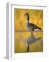 Portrait of Canada Goose Standing in Water, Queens, New York City, New York, USA-Arthur Morris-Framed Photographic Print