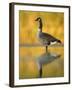 Portrait of Canada Goose Standing in Water, Queens, New York City, New York, USA-Arthur Morris-Framed Photographic Print