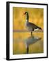 Portrait of Canada Goose Standing in Water, Queens, New York City, New York, USA-Arthur Morris-Framed Photographic Print