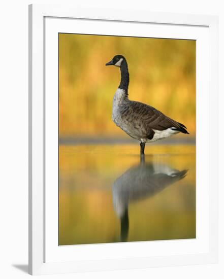 Portrait of Canada Goose Standing in Water, Queens, New York City, New York, USA-Arthur Morris-Framed Photographic Print