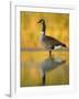 Portrait of Canada Goose Standing in Water, Queens, New York City, New York, USA-Arthur Morris-Framed Photographic Print