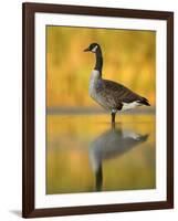 Portrait of Canada Goose Standing in Water, Queens, New York City, New York, USA-Arthur Morris-Framed Photographic Print