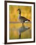 Portrait of Canada Goose Standing in Water, Queens, New York City, New York, USA-Arthur Morris-Framed Photographic Print