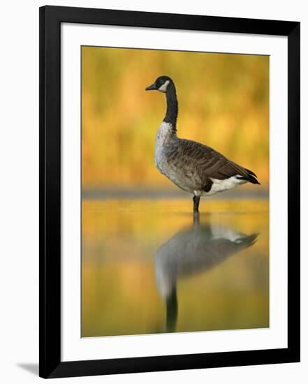 Portrait of Canada Goose Standing in Water, Queens, New York City, New York, USA-Arthur Morris-Framed Photographic Print